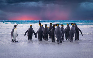 Group of King Penguins in the Falkland Islands Wall Mural Wallpaper - Canvas Art Rocks - 1