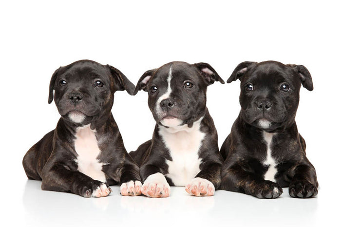Group of Staffordshire bull terrier puppies Wall Mural Wallpaper