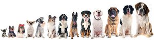 Group of dogs in front of white background Wall Mural Wallpaper - Canvas Art Rocks - 1