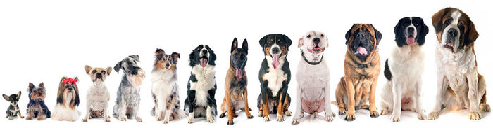 Group of dogs in front of white background Wall Mural Wallpaper