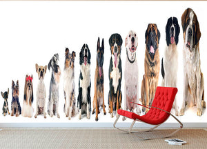 Group of dogs in front of white background Wall Mural Wallpaper - Canvas Art Rocks - 2
