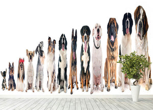 Group of dogs in front of white background Wall Mural Wallpaper - Canvas Art Rocks - 4