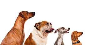 Group of dogs looking up Wall Mural Wallpaper - Canvas Art Rocks - 1