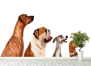 Group of dogs looking up Wall Mural Wallpaper - Canvas Art Rocks - 4
