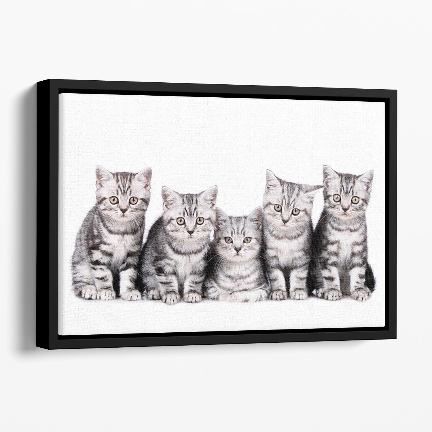 Group of five british shorthair kitten Floating Framed Canvas - Canvas Art Rocks - 1