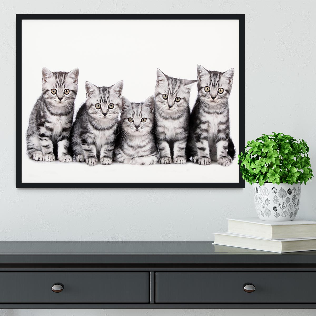 Group of five british shorthair kitten Framed Print - Canvas Art Rocks - 2
