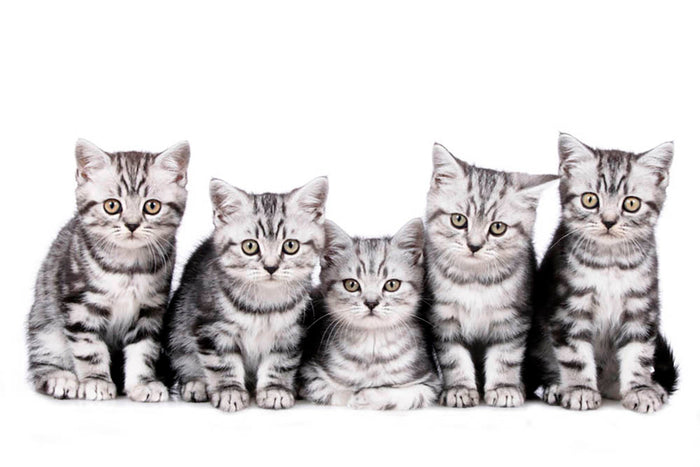 Group of five british shorthair kitten Wall Mural Wallpaper