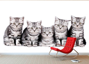 Group of five british shorthair kitten Wall Mural Wallpaper - Canvas Art Rocks - 2