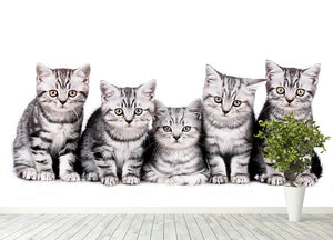 Group of five british shorthair kitten Wall Mural Wallpaper - Canvas Art Rocks - 4