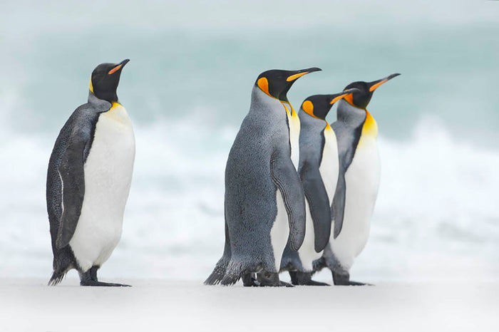 Group of four King penguins Wall Mural Wallpaper
