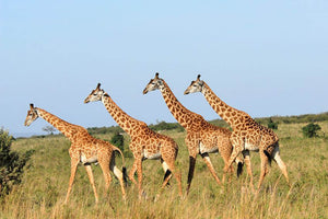 Group of giraffes in the Masai Mara Reserve Wall Mural Wallpaper - Canvas Art Rocks - 1