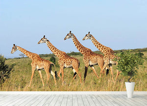 Group of giraffes in the Masai Mara Reserve Wall Mural Wallpaper - Canvas Art Rocks - 4
