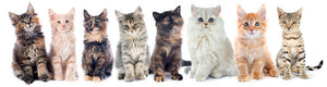 Group of kitten in front of white background Wall Mural Wallpaper - Canvas Art Rocks - 1