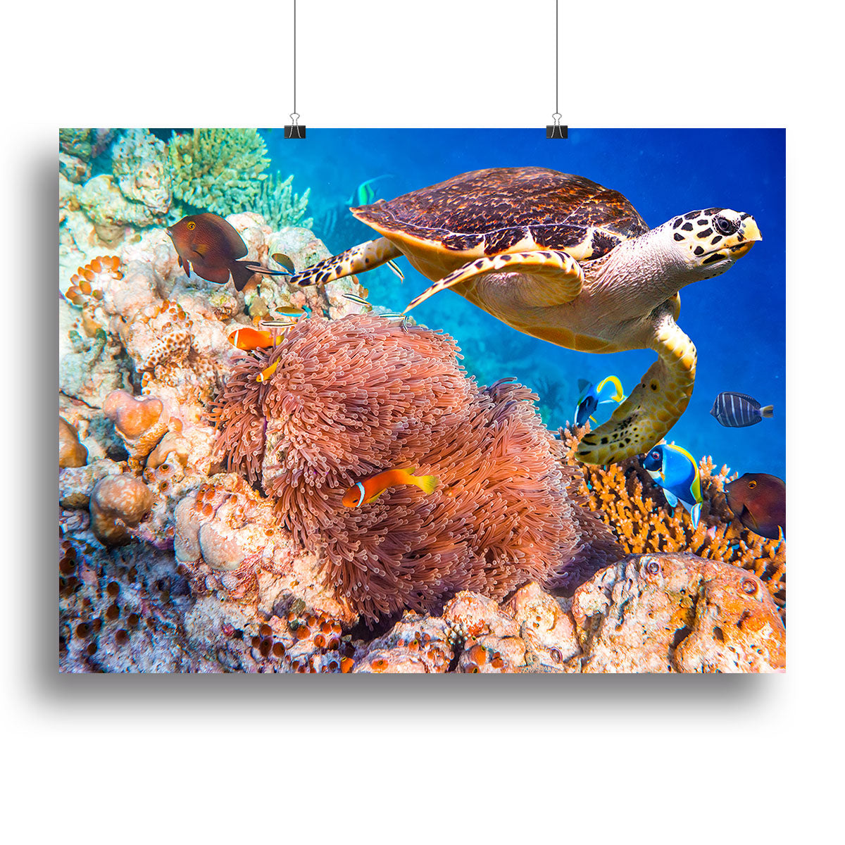 Hawksbill Turtle Canvas Print or Poster - Canvas Art Rocks - 2