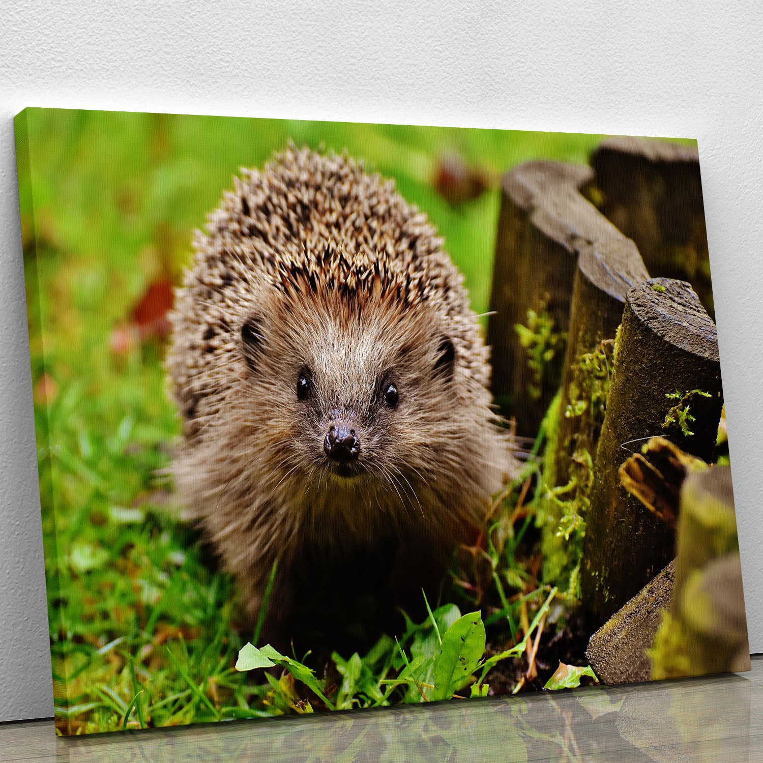 Hedgehog Canvas Print or Poster - Canvas Art Rocks - 1