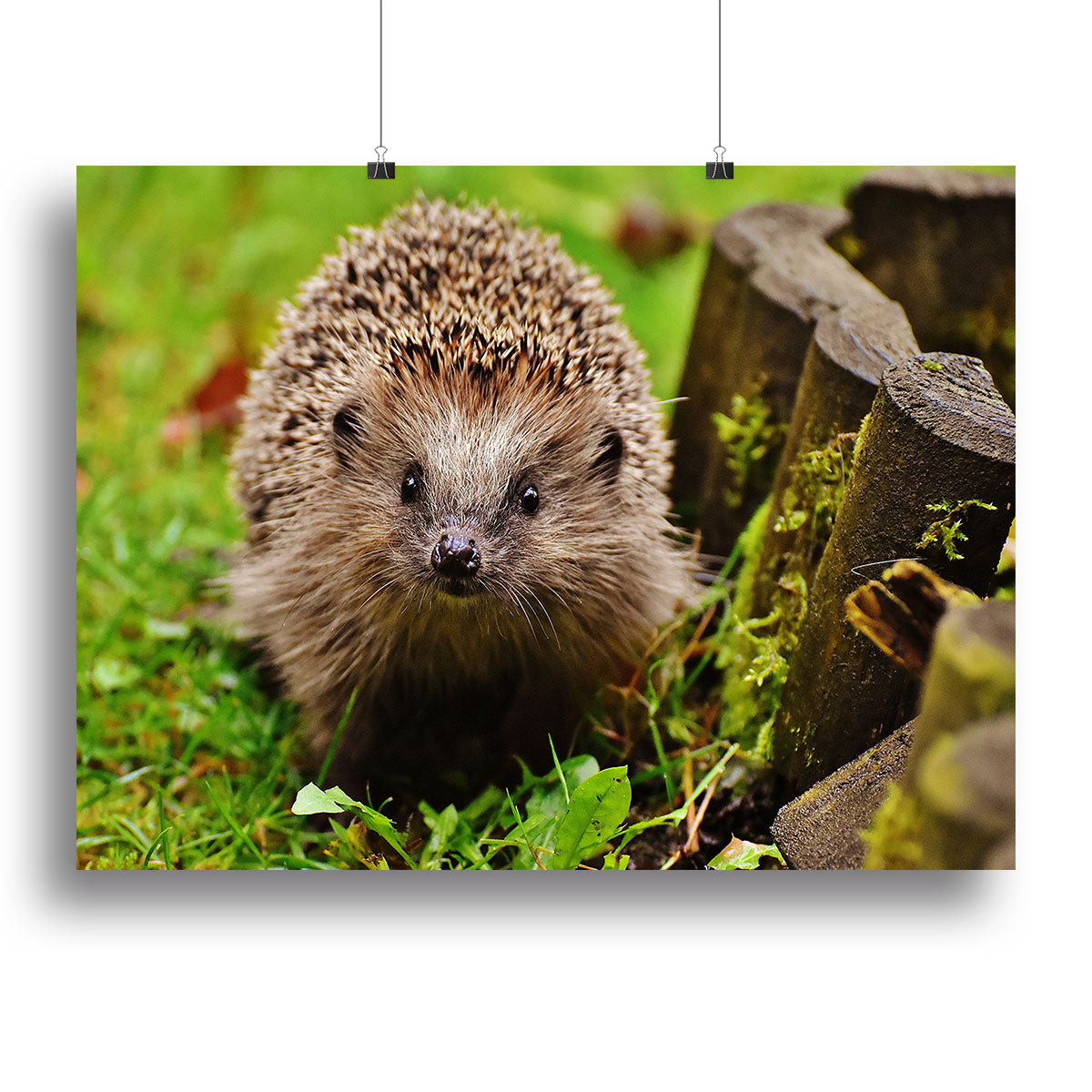 Hedgehog Canvas Print or Poster - Canvas Art Rocks - 2