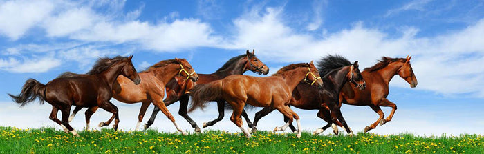 Herd gallops in green field Wall Mural Wallpaper