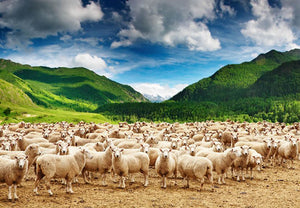 Herd of sheep Wall Mural Wallpaper - Canvas Art Rocks - 1