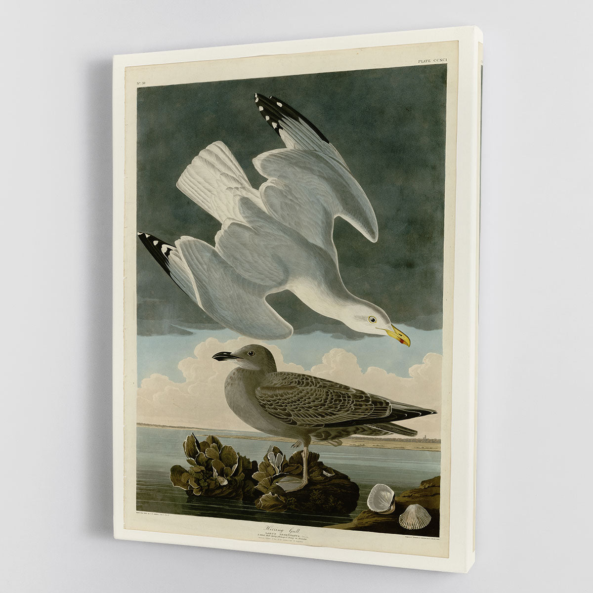 Herring Gull by Audubon Canvas Print or Poster - Canvas Art Rocks - 1
