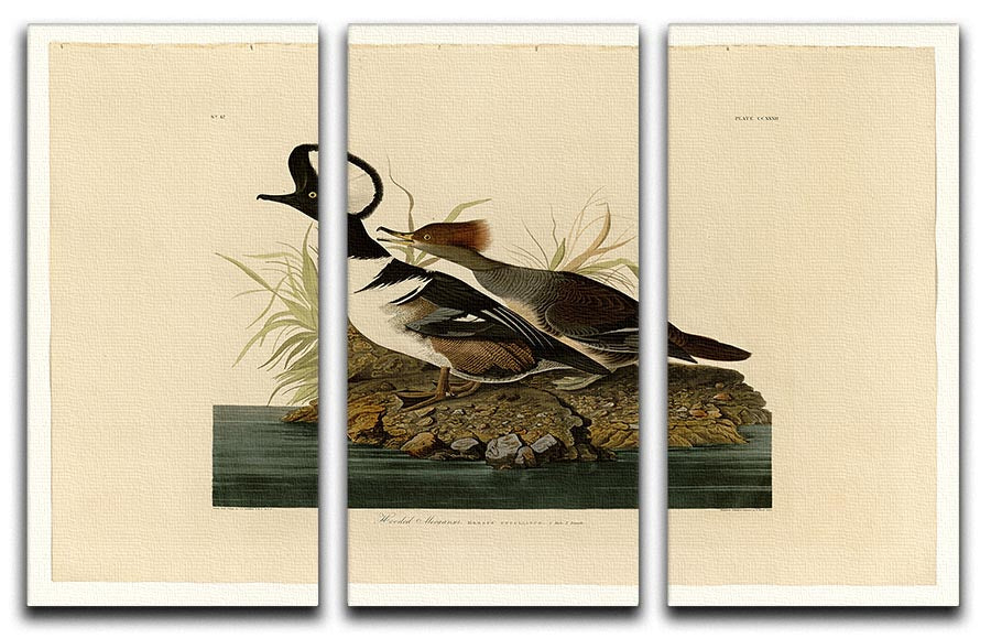 Hooded Merganser by Audubon 3 Split Panel Canvas Print - Canvas Art Rocks - 1