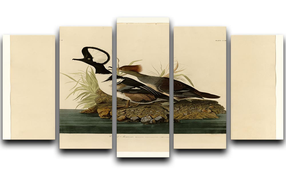 Hooded Merganser by Audubon 5 Split Panel Canvas - Canvas Art Rocks - 1