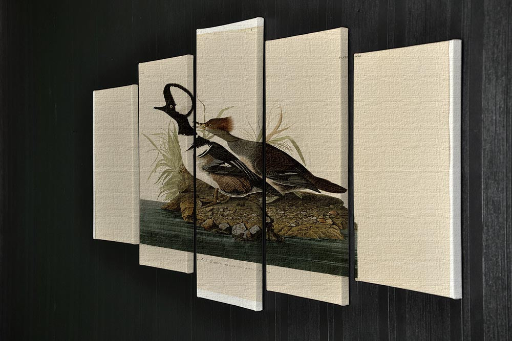 Hooded Merganser by Audubon 5 Split Panel Canvas - Canvas Art Rocks - 2
