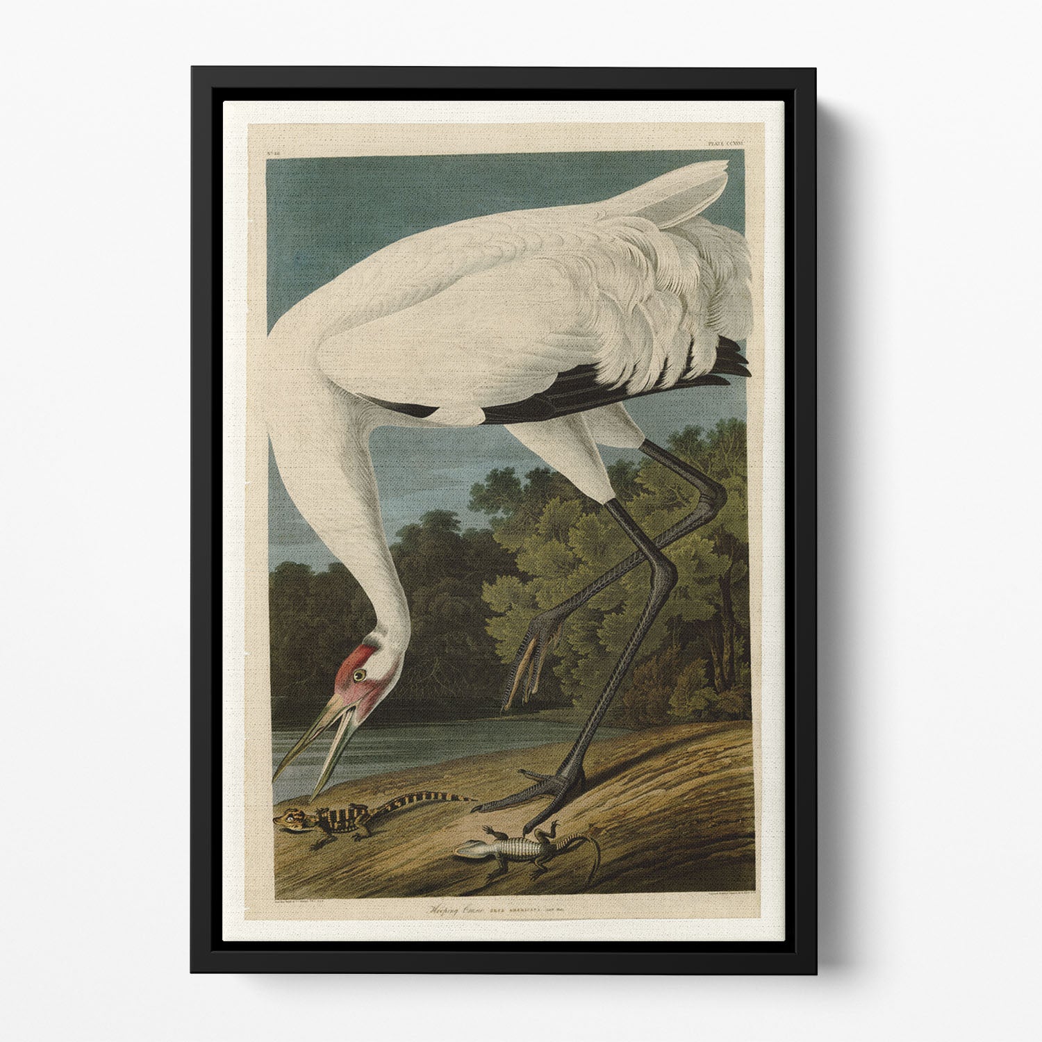 Hooping Crane by Audubon Floating Framed Canvas