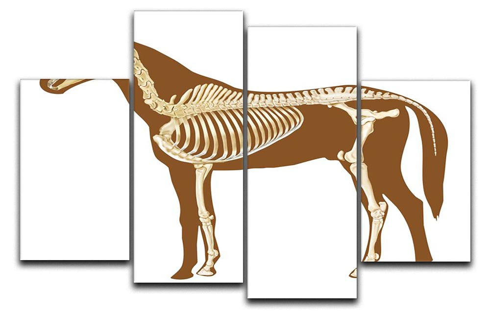 Horse skeleton section with bones x-ray 4 Split Panel Canvas - Canvas Art Rocks - 1