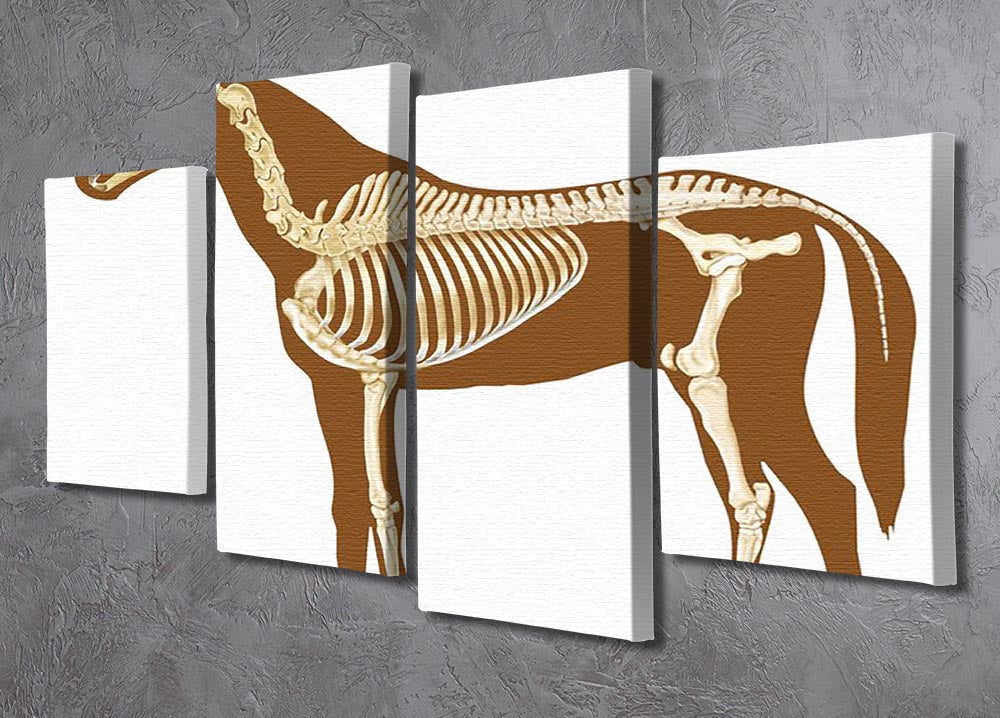 Horse skeleton section with bones x-ray 4 Split Panel Canvas - Canvas Art Rocks - 2