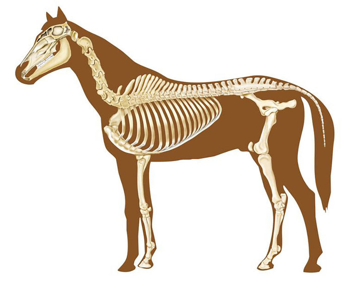 Horse skeleton section with bones x-ray Wall Mural Wallpaper