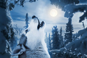 Howling to the moon Wall Mural Wallpaper - Canvas Art Rocks - 1