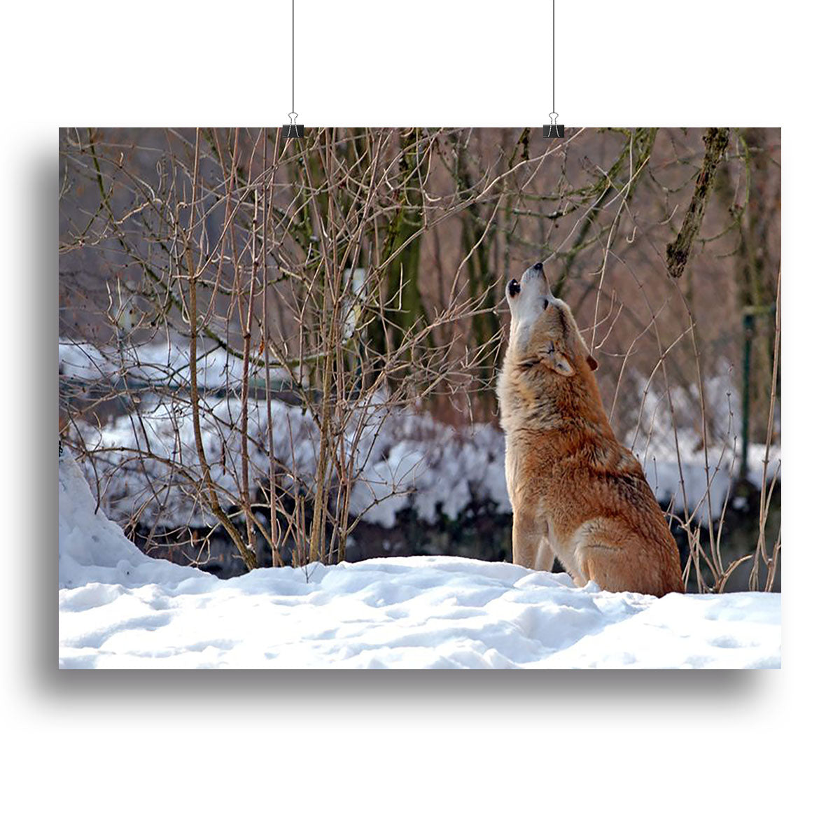 Howling wolf in winter scenery Canvas Print or Poster - Canvas Art Rocks - 2