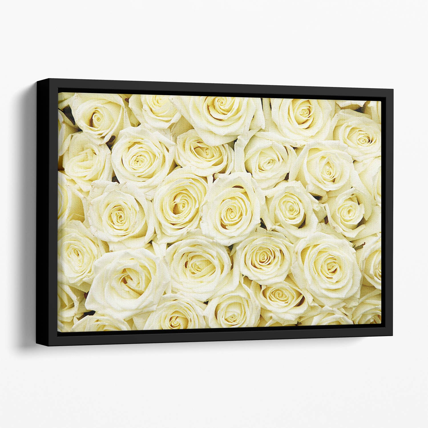 Huge bouquet of white roses Floating Framed Canvas