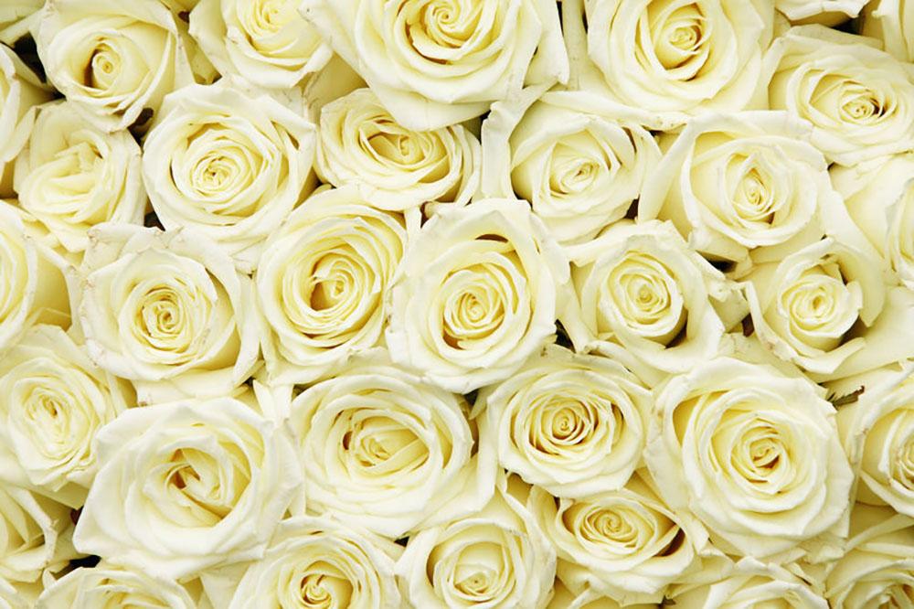 Huge bouquet of white roses Wall Mural Wallpaper - Canvas Art Rocks - 1