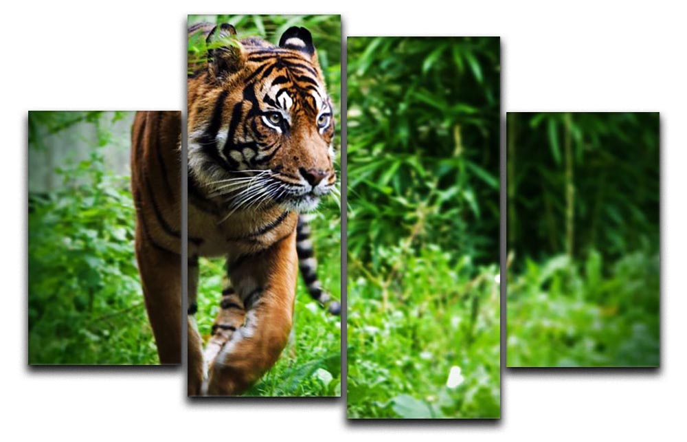 Hunting Tiger at the zoo 4 Split Panel Canvas - Canvas Art Rocks - 1