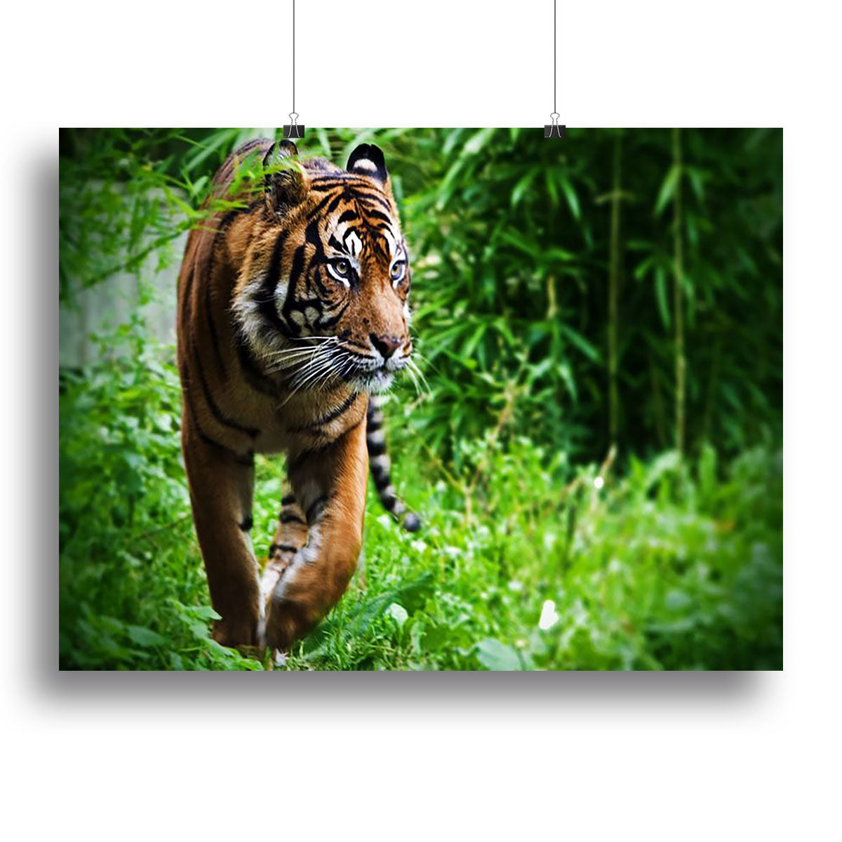 Hunting Tiger at the zoo Canvas Print or Poster - Canvas Art Rocks - 2