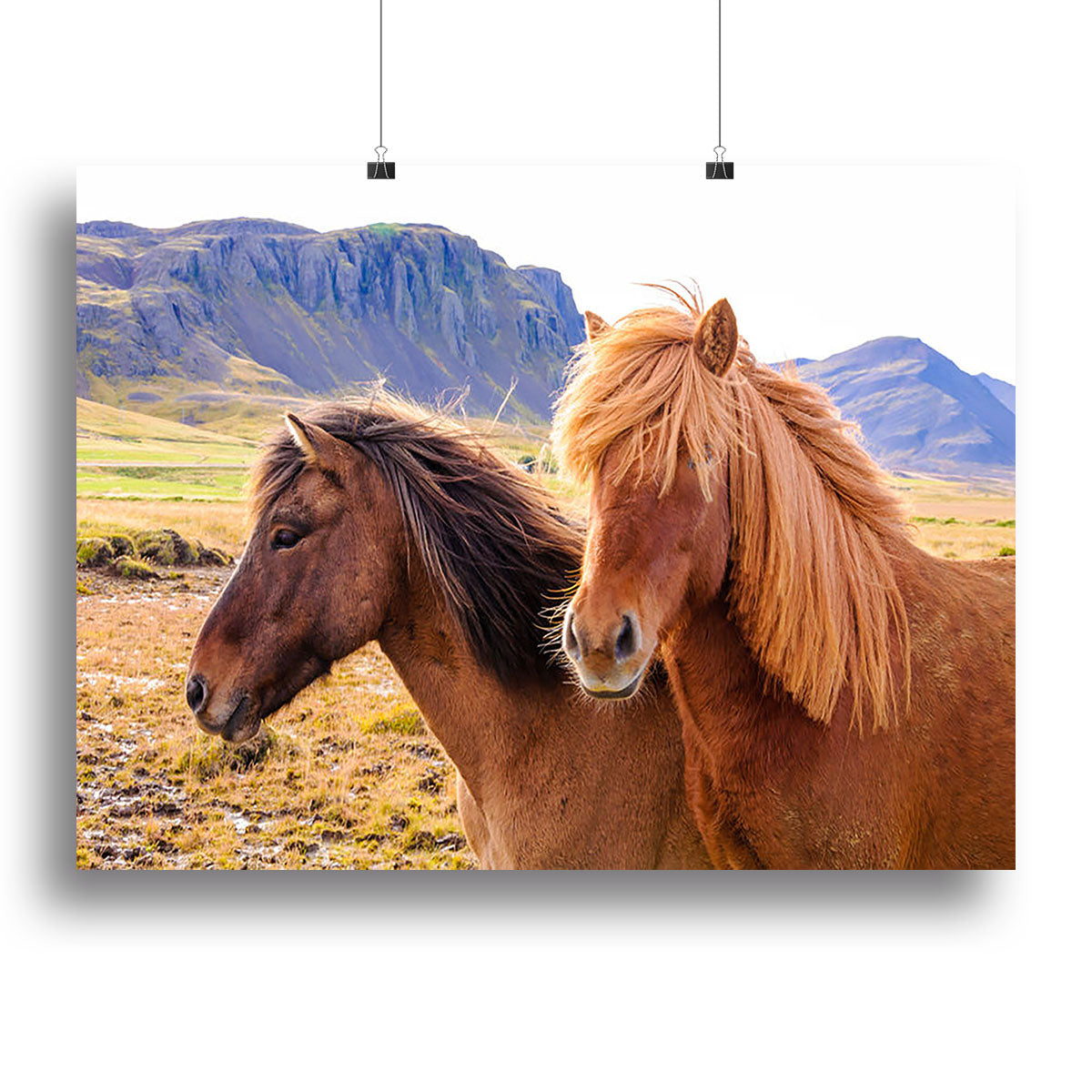 Icelandic horses Canvas Print or Poster - Canvas Art Rocks - 2