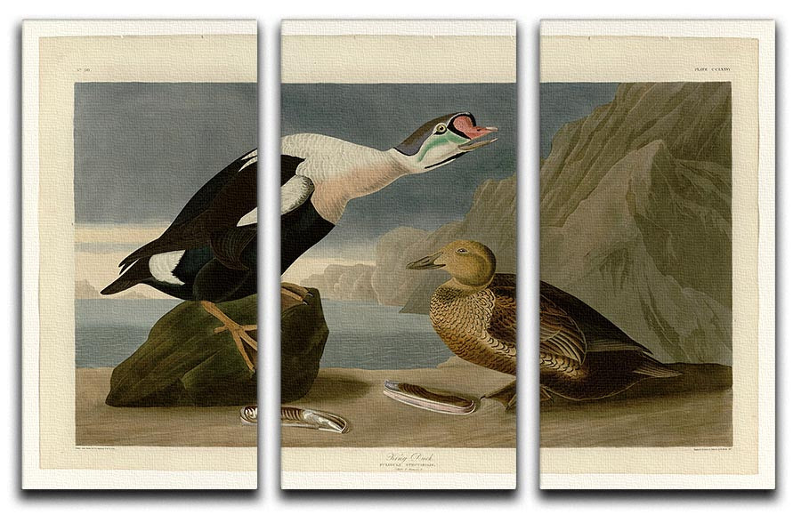 King Duck by Audubon 3 Split Panel Canvas Print - Canvas Art Rocks - 1