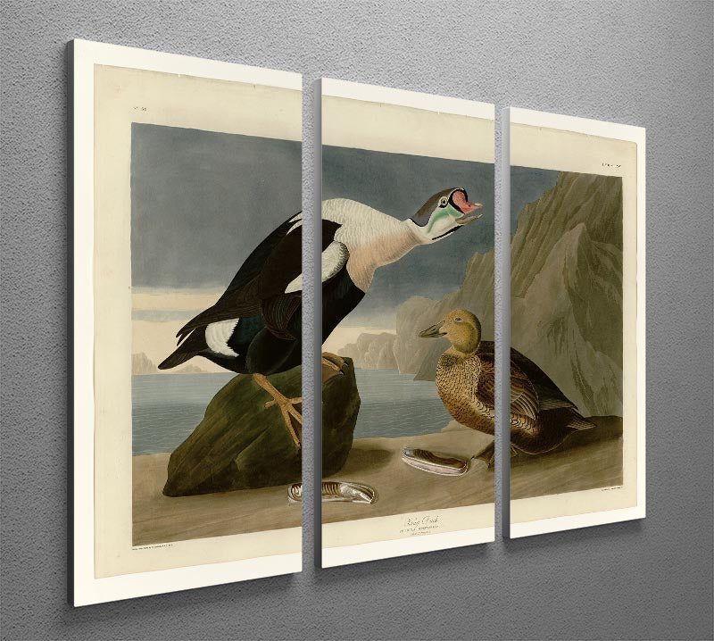 King Duck by Audubon 3 Split Panel Canvas Print - Canvas Art Rocks - 2