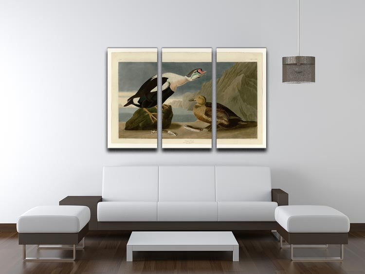 King Duck by Audubon 3 Split Panel Canvas Print - Canvas Art Rocks - 3