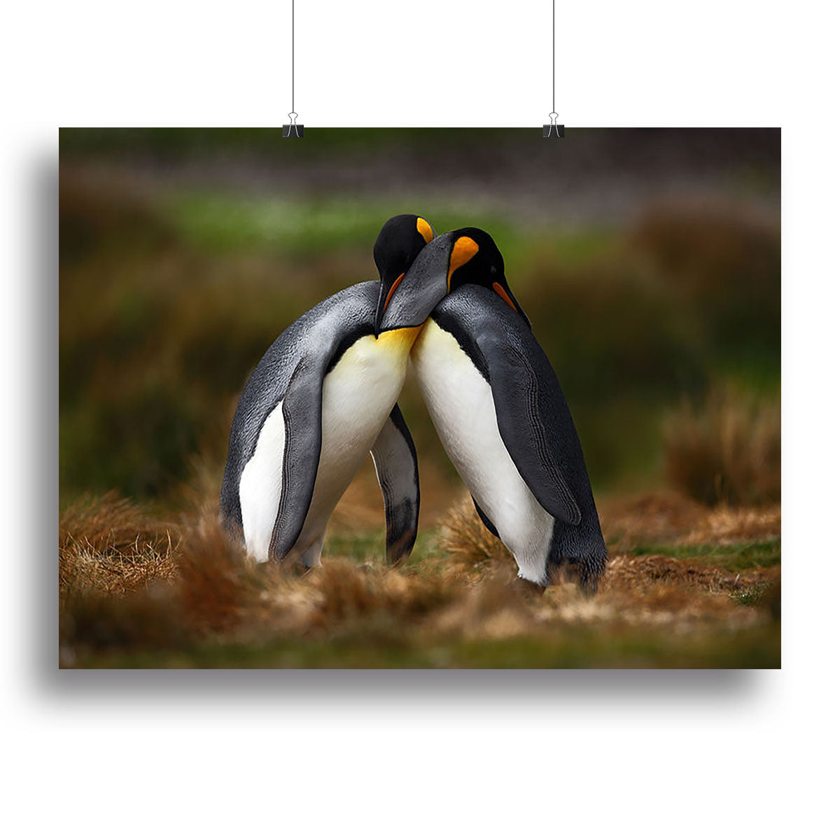 King penguin couple cuddling Canvas Print or Poster - Canvas Art Rocks - 2