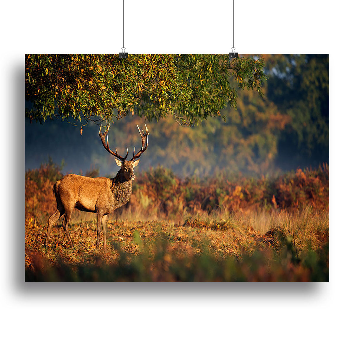 Large red deer stag in autumn Canvas Print or Poster - Canvas Art Rocks - 2