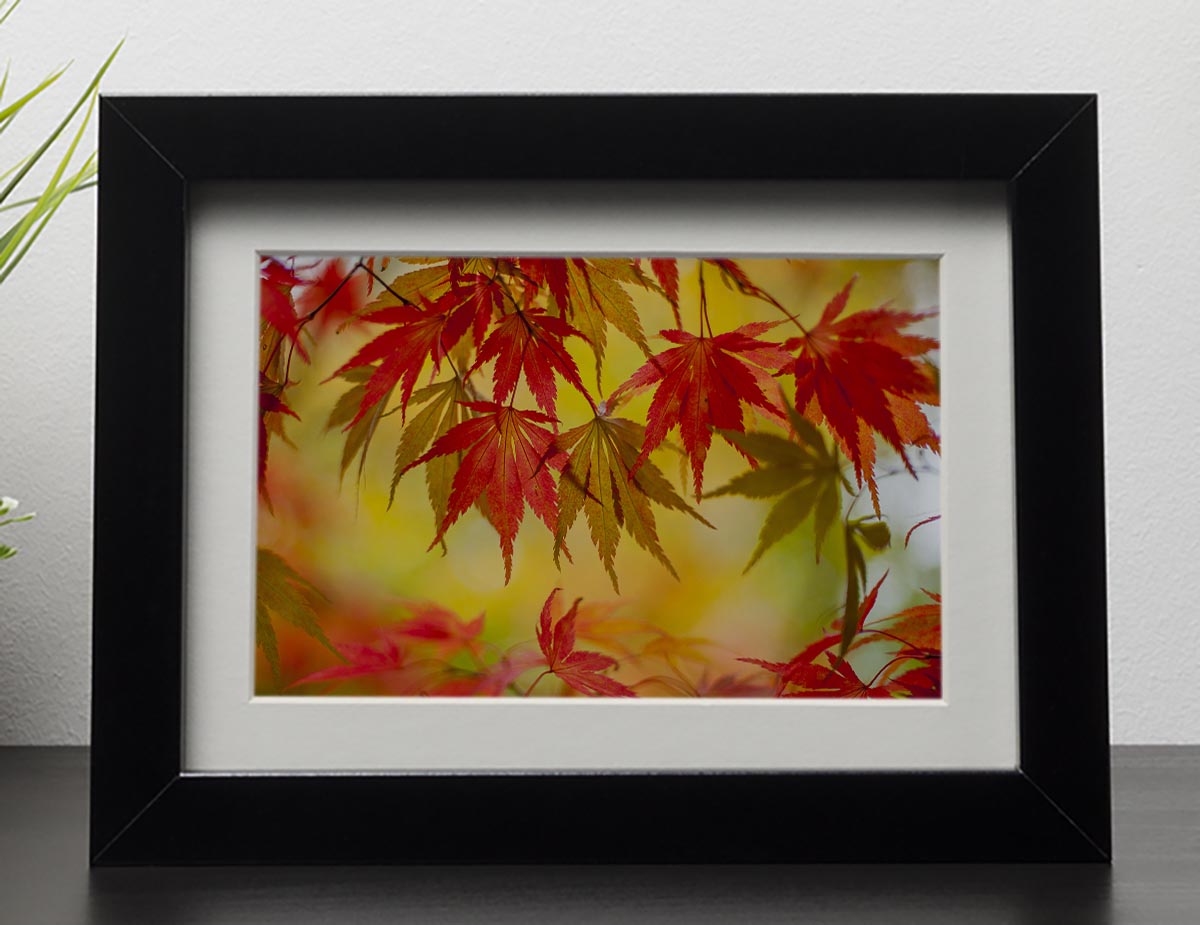 Leaf Patterns Framed Print - Canvas Art Rocks - 1