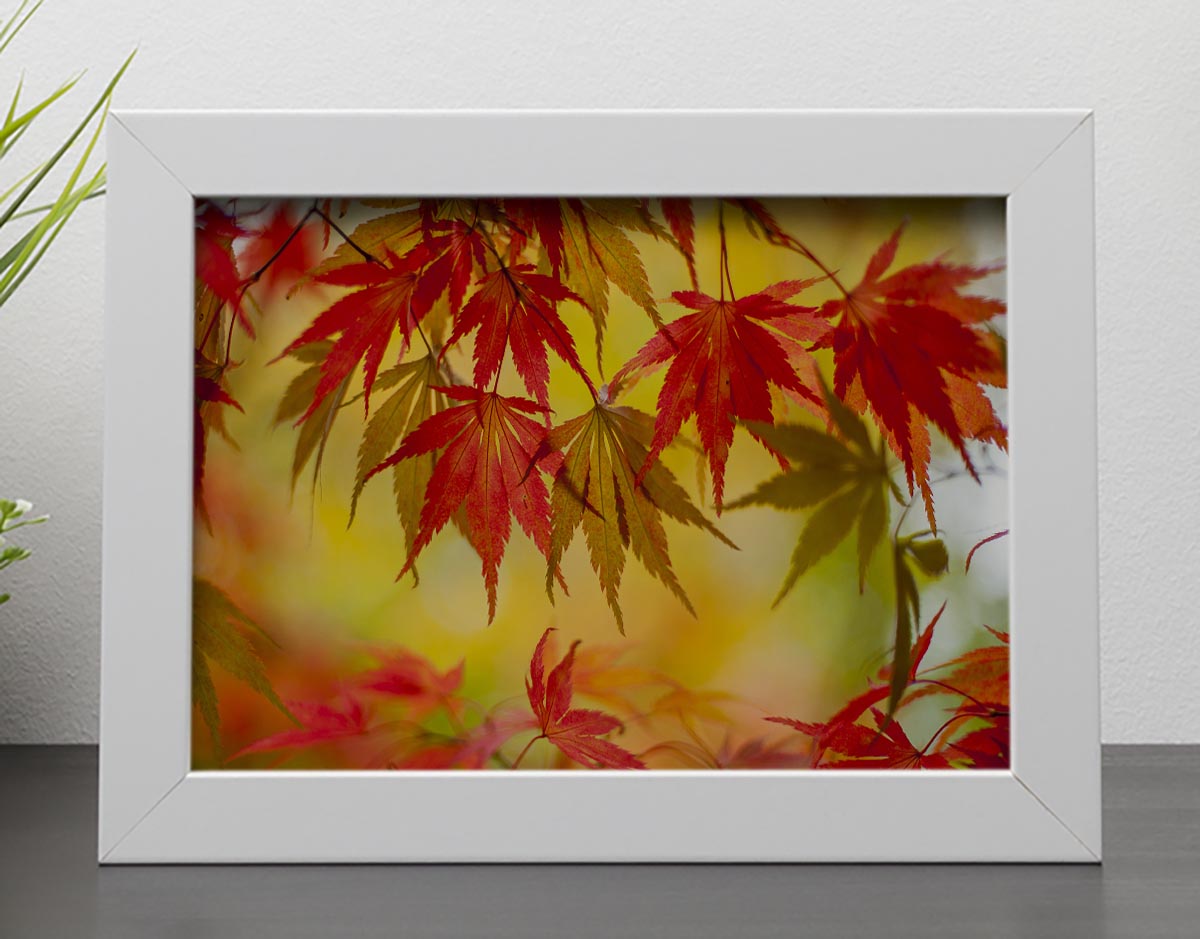 Leaf Patterns Framed Print - Canvas Art Rocks - 4