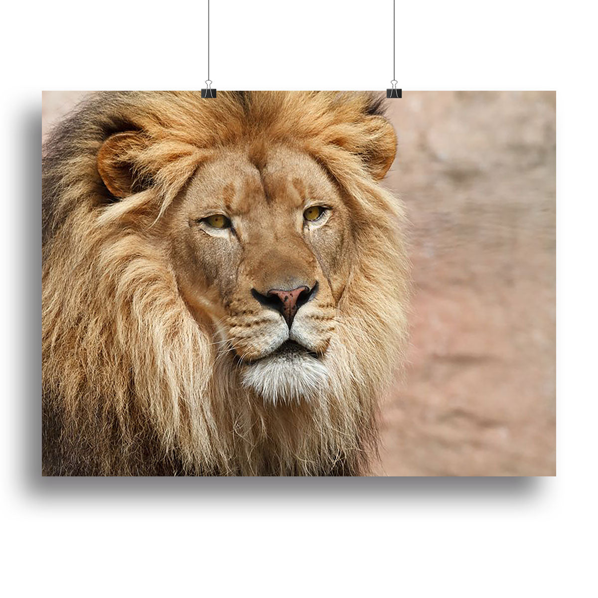 Lion Canvas Print or Poster - Canvas Art Rocks - 2