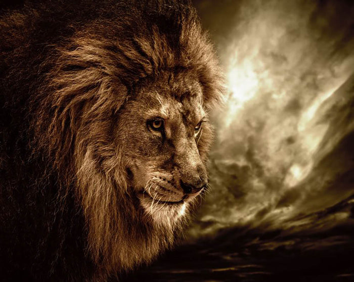 Lion against stormy sky Wall Mural Wallpaper