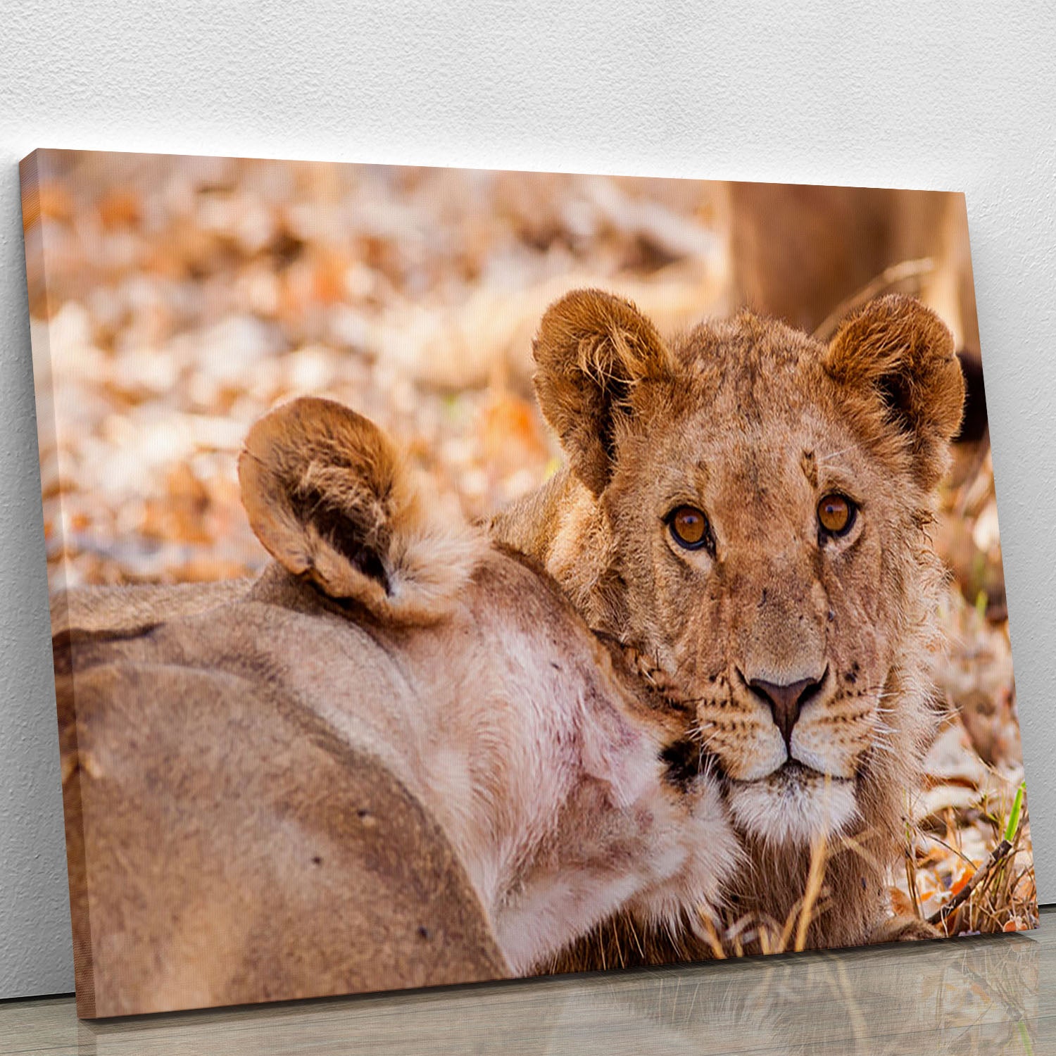Lion cub and mother Canvas Print or Poster - Canvas Art Rocks - 1