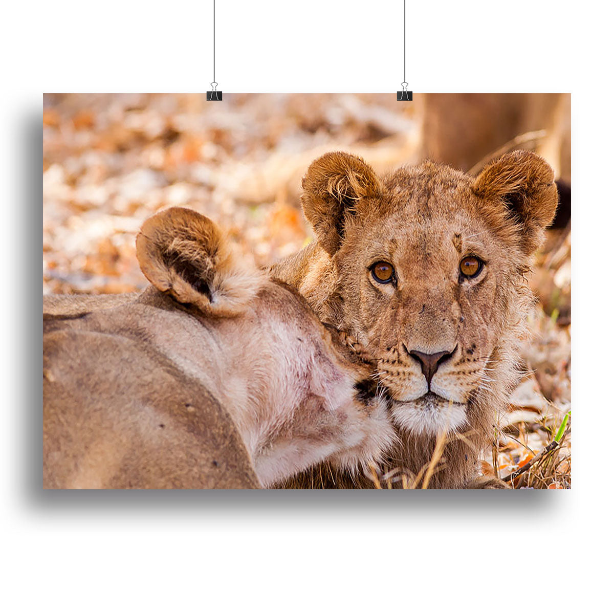 Lion cub and mother Canvas Print or Poster - Canvas Art Rocks - 2