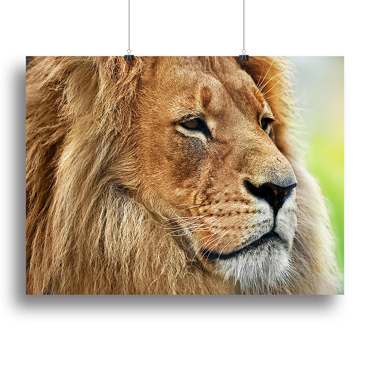 Lion portrait on savanna Canvas Print or Poster - Canvas Art Rocks - 2