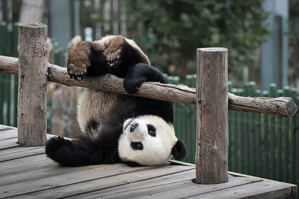 Little Panda Wall Mural Wallpaper - Canvas Art Rocks - 1